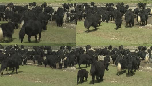 西藏东部草原上的牦牛高清在线视频素材下载