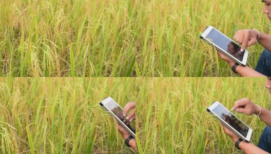 一名男子在稻田里使用智能手机和平板电脑。高清在线视频素材下载