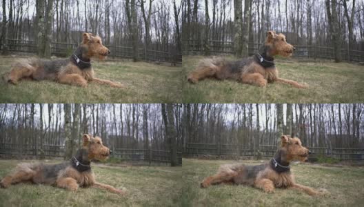 一只小猎犬躺在乡间小屋的后院里高清在线视频素材下载
