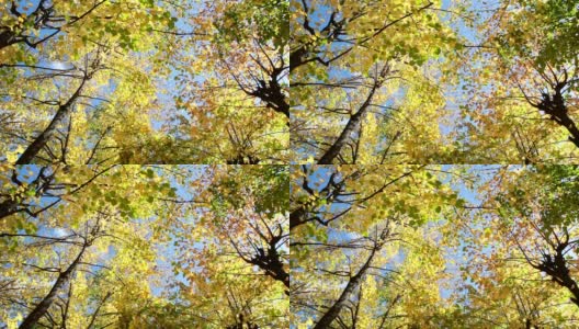 秋天的树叶在树上。高清在线视频素材下载