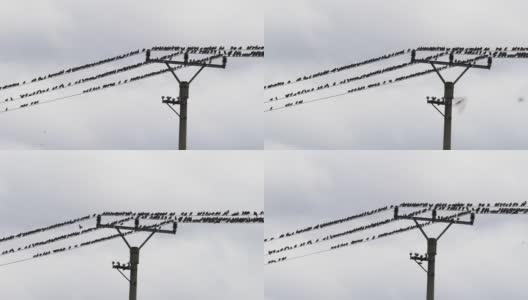一群鸟坐在电线上高清在线视频素材下载