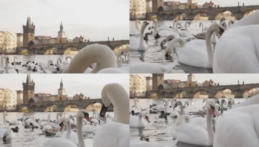 捷克共和国首都布拉格水上天鹅座的特写慢镜头高清在线视频素材下载