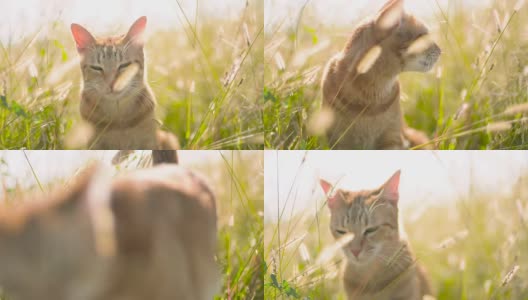 阳光下草丛中的猫高清在线视频素材下载
