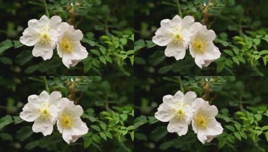 雨落在白野玫瑰花上-特写高清在线视频素材下载