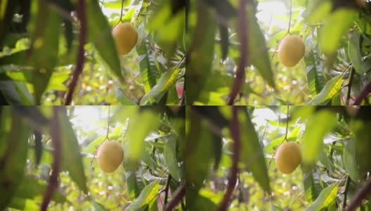 成熟的芒果水果高清在线视频素材下载