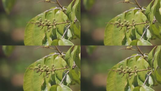 绿色的龙眼水果花高清在线视频素材下载