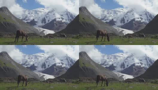 雪山背景上的野马。天山、吉尔吉斯斯坦高清在线视频素材下载