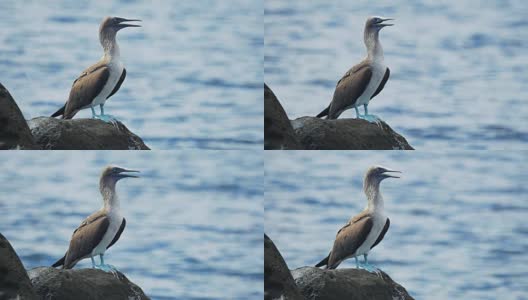 在加拉戈斯群岛的灰狼岛上，一只蓝脚鲣鸟的特写镜头高清在线视频素材下载