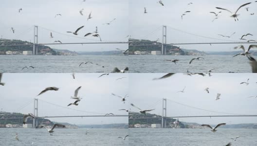 博斯普鲁斯大桥上的《海鸥之旅》高清在线视频素材下载