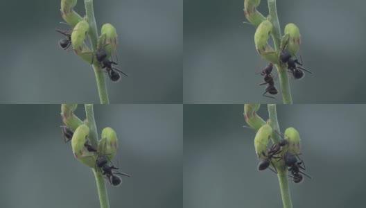 蚂蚁吃虫子高清在线视频素材下载
