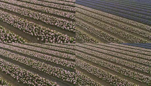 鸟瞰荷兰利塞库肯霍夫植物园一排排美丽的郁金香。高清在线视频素材下载