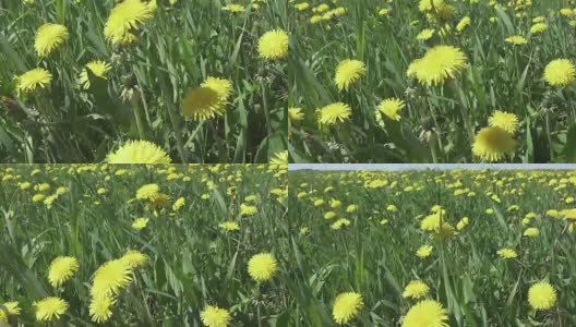 夏天阳光灿烂的日子里，风在田野里吹着黄色的蒲公英。摄像机穿过田野高清在线视频素材下载