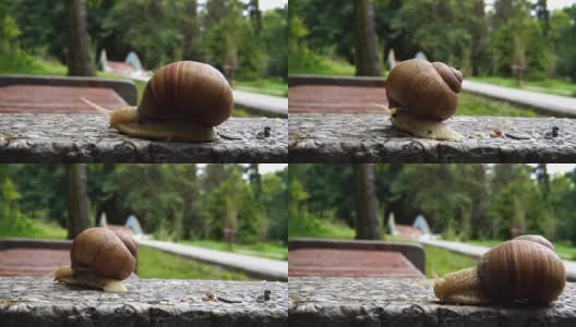蜗牛在沥青上爬行高清在线视频素材下载