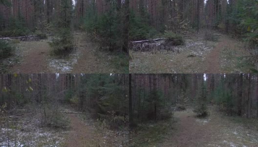 森林中冷杉的视频高清在线视频素材下载