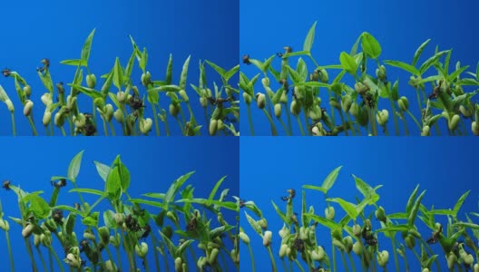 植物茎时间流逝色度键蓝屏4k超高清高清在线视频素材下载