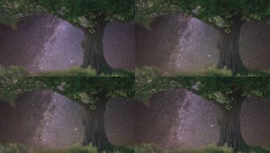 星空下孤独的橡树高清在线视频素材下载
