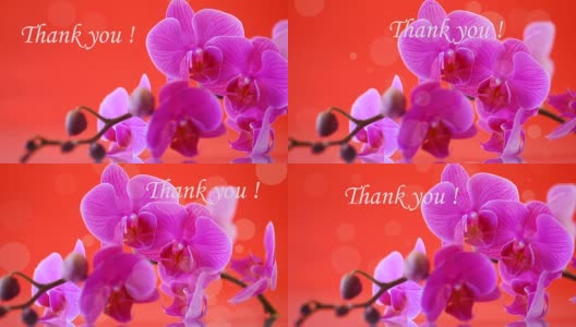 美丽的蝴蝶兰花高清在线视频素材下载