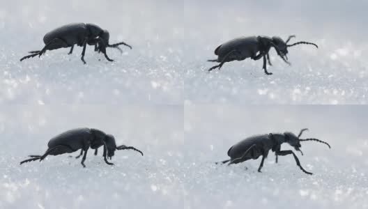 美国油甲虫(水泡甲虫)在春天的雪地上行走。近距离观察野生水疱甲虫高清在线视频素材下载