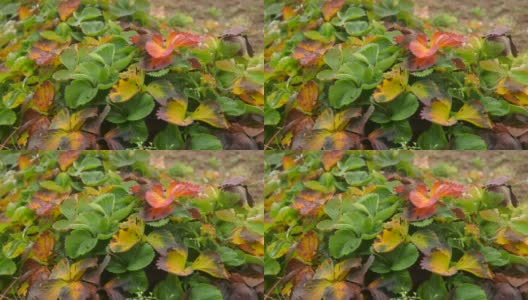 秋天的霜冻与红、绿、黄、粉草莓植物的叶子覆盖是白色的冰在近距离地面对一个背景的叶子。草莓叶子上覆盖着第一层霜高清在线视频素材下载