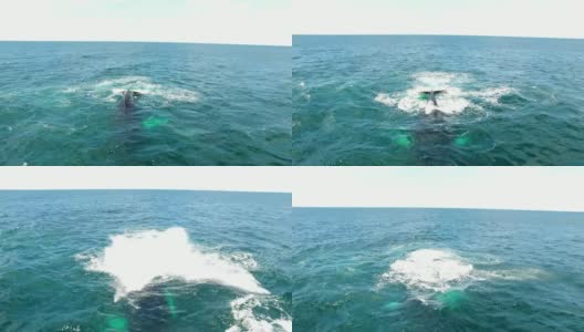 鲸鱼出来用它巨大的尾部无人机泼水高清在线视频素材下载