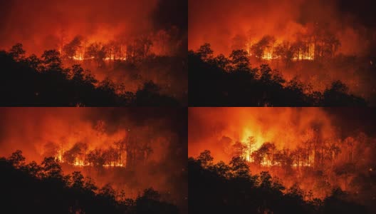 T/L火森林野火时间间隔高清在线视频素材下载