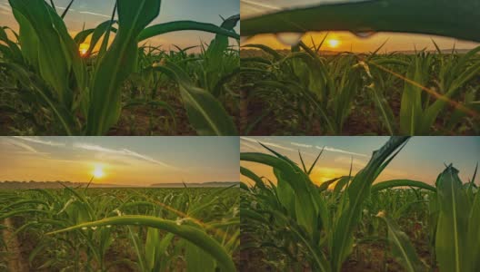 太阳升起时的玉米田高清在线视频素材下载