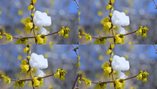 黄花上覆盖着一层雪高清在线视频素材下载