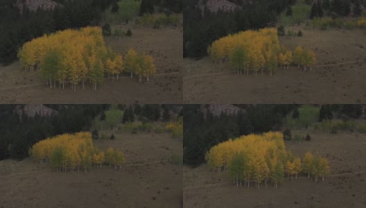 美国科罗拉多州维克多的山腰上，一片秋色白杨树林高清在线视频素材下载
