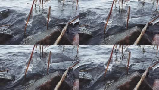 芬兰，当湖面开始结冰时，植物被冰覆盖高清在线视频素材下载