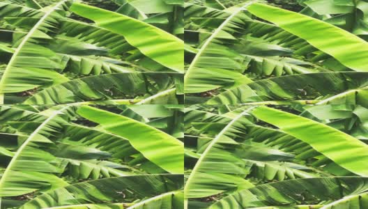 绿色香蕉叶子。环境植物学。高清在线视频素材下载