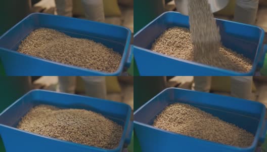 靠近亚洲华人工作高级工匠舀生咖啡豆从桶到称重机和混合它在工厂仓库的咖啡烘焙过程高清在线视频素材下载