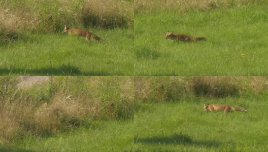 野生红狐(Vulpes Vulpes)在林边的野外觅食。自然中的野生动物。野兽的猎物。赤狐(Vulpes Vulpes)在野生栖息地的草地上行走。高清在线视频素材下载