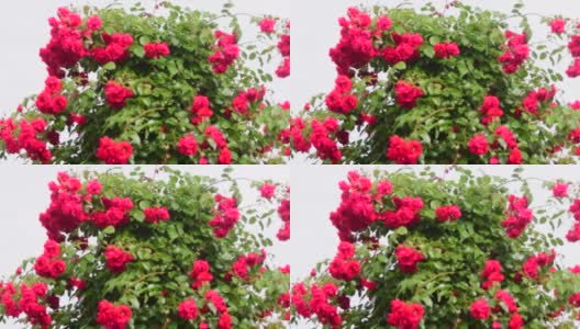 玫瑰花朵高清在线视频素材下载