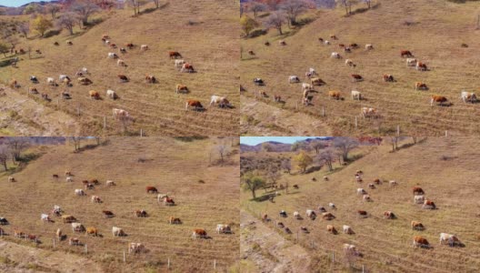 牧场上牛群的鸟瞰图。牛在山坡上吃草。高清在线视频素材下载