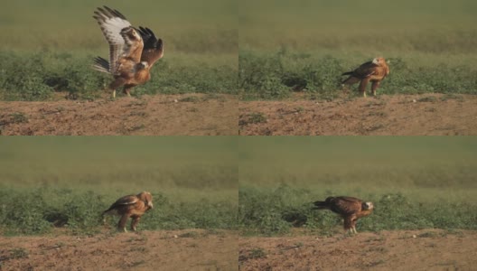 卡尔梅基亚的长腿秃鹰(Buteo rufinus)高清在线视频素材下载