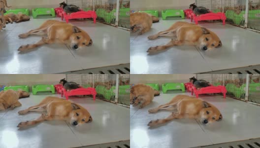 孤独的流浪狗躺在收容所的地板上，过着饥肠辘辘的悲惨生活，无家可归。动物庇护所概念高清在线视频素材下载