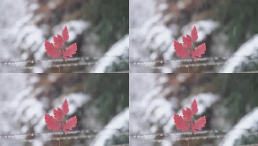 红叶在雪的背景。在模糊的雪花背景上的干红叶高清在线视频素材下载