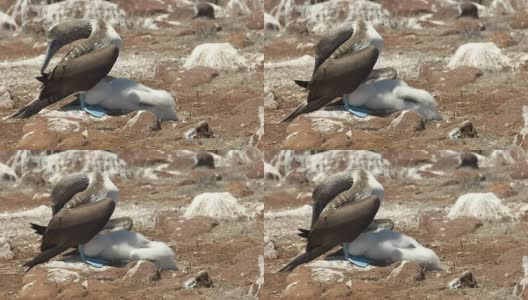 厄瓜多尔加拉戈斯群岛的蓝脚鲣鸟高清在线视频素材下载