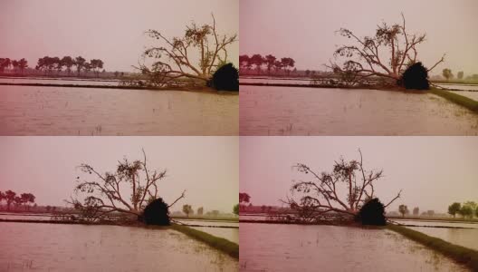 飓风过后倒下的树高清在线视频素材下载