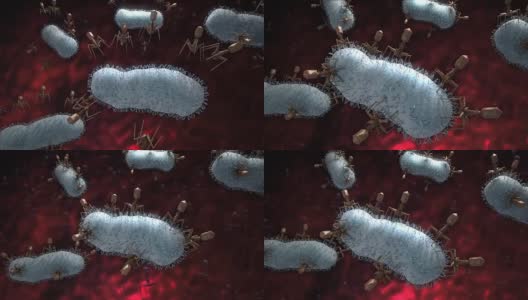 噬菌体感染细菌高清在线视频素材下载