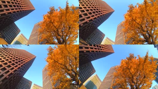 七彩树与建筑高清在线视频素材下载