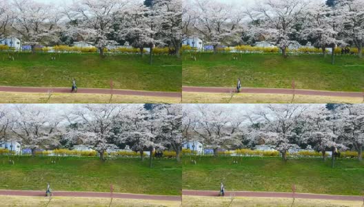 在日本东京仙台市樱花花路散步的情侣高清在线视频素材下载