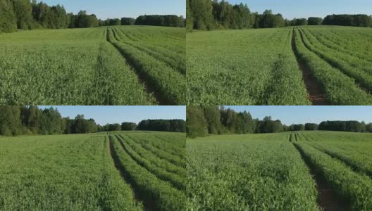欧洲野兔在绿豌豆田，从无人机鸟瞰图高清在线视频素材下载