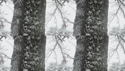 江原道江陵的松林上飘落着雪花高清在线视频素材下载