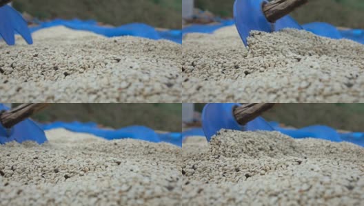 干燥咖啡籽的慢动作高清在线视频素材下载