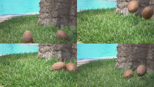 两段椰子掉在草地上的视频，真实的慢镜头高清在线视频素材下载