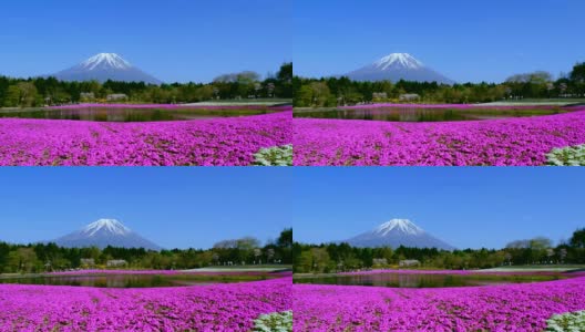 日本芝樱的富士山和苔藓粉高清在线视频素材下载