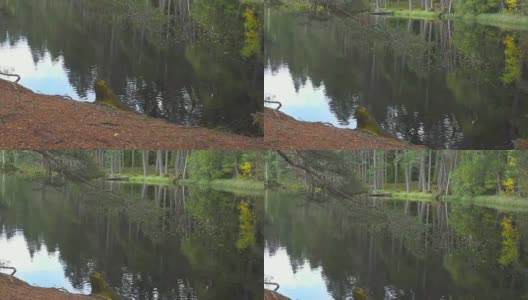 树林间的小路，穿过湖边的原始森林高清在线视频素材下载