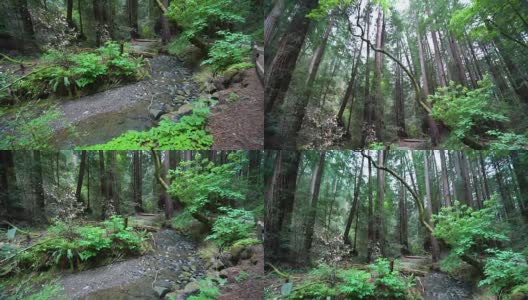 森林里宁静的泉水流淌着山谷的溪流和高大的红杉高清在线视频素材下载