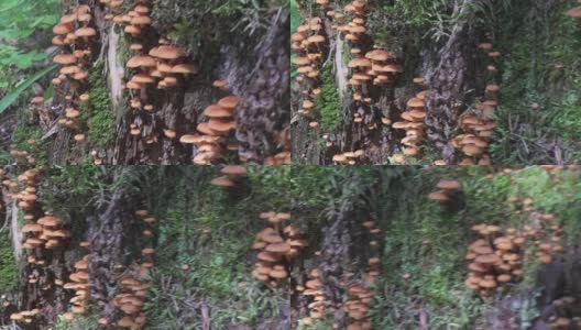 一株腐烂的树干上长着的大簇毛竹菇(墨汁菇)高清在线视频素材下载